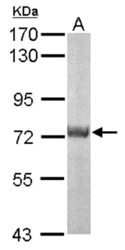 CPNE1 Antibody, Novus Biologicals 0.1mL; Unlabeled:Antibodies, Polyclonal