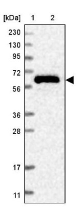 CPNE3 Antibody, Novus Biologicals 0.1mL; Unlabeled:Antibodies, Polyclonal