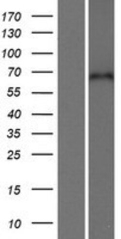 Novus Biologicals&trade;&nbsp;CPNE5 Overexpression Lysate