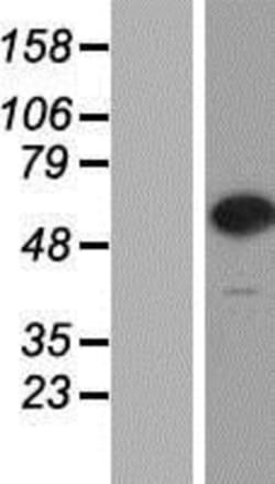Novus Biologicals&trade;&nbsp;CPNE7 Overexpression Lysate
