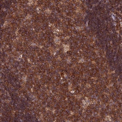 CPNE7 Antibody, Novus Biologicals:Antibodies:Primary Antibodies