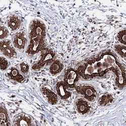 CPNE8 Antibody, Novus Biologicals 25 &mu;L; Unlabeled:Antibodies, Polyclonal