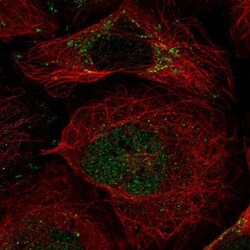 CPSF4 Antibody, Novus Biologicals:Antibodies:Primary Antibodies