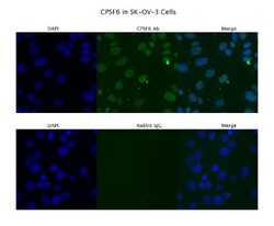 CPSF6 Antibody, Novus Biologicals:Antibodies:Primary Antibodies