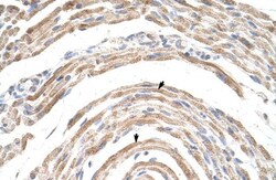 CPSF6 Antibody, Novus Biologicals:Antibodies:Primary Antibodies