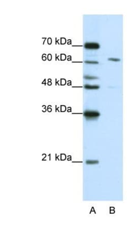 CPSF6 Antibody, Novus Biologicals:Antibodies:Primary Antibodies