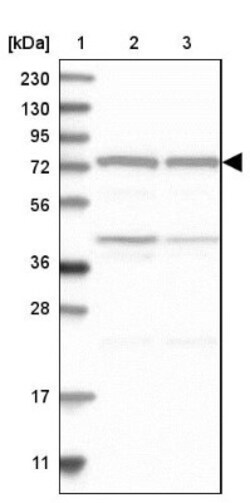 CPSF73 Antibody, Novus Biologicals 25 &mu;L; Unlabeled:Antibodies, Polyclonal