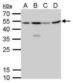 Craniofacial Development Protein 1 Antibody (9612), Novus Biologicals 0.1 mL | Buy Online | Novus Biologicals | Fisher Scientific