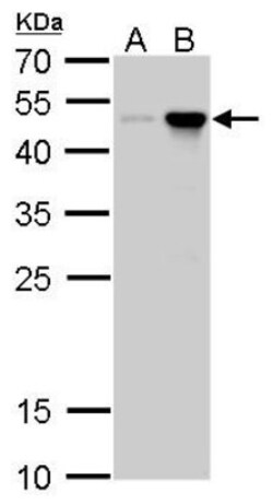 Craniofacial Development Protein 1 Antibody (9612), Novus Biologicals 0.1 mL | Buy Online | Novus Biologicals | Fisher Scientific