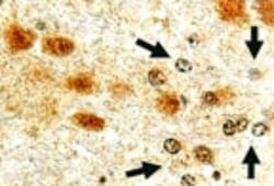 Cre Antibody, Novus Biologicals 0.025 mL | Buy Online | Novus Biologicals | Fisher Scientific