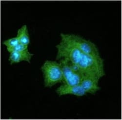 C-Reactive Protein/CRP Antibody (5A9) - BSA Free, Novus Biologicals 0.1mL;