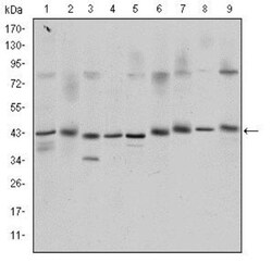 CREB Antibody (5G3), Novus Biologicals 0.1mL; Unlabeled:Antibodies, Monoclonal