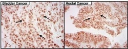 CREB Antibody (LB9), Novus Biologicals 0.1mg; Unlabeled:Antibodies, Monoclonal