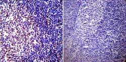 CREB Antibody (LB9), Novus Biologicals 0.1mg; Unlabeled:Antibodies, Monoclonal