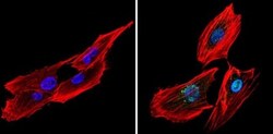 CREB Antibody, Novus Biologicals 0.1mg; Unlabeled:Antibodies, Polyclonal