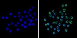 CREB Antibody, Novus Biologicals 0.1mg; Unlabeled:Antibodies, Polyclonal