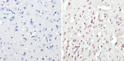 CREB Antibody, Novus Biologicals 0.1mg; Unlabeled:Antibodies, Polyclonal