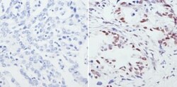 CREB Antibody, Novus Biologicals 0.1mg; Unlabeled:Antibodies, Polyclonal