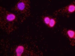 CREB Antibody, Novus Biologicals 0.1mL; Unlabeled:Antibodies, Polyclonal