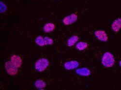 CREB Antibody, Novus Biologicals 0.1mL; Unlabeled:Antibodies, Polyclonal