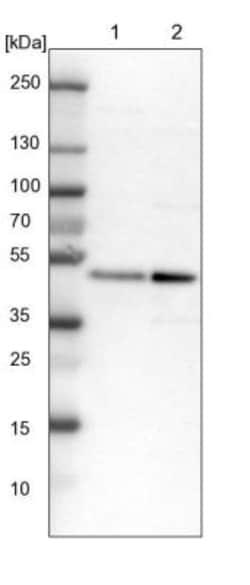 CREB Antibody, Novus Biologicals 0.1 mL | Buy Online | Novus Biologicals | Fisher Scientific