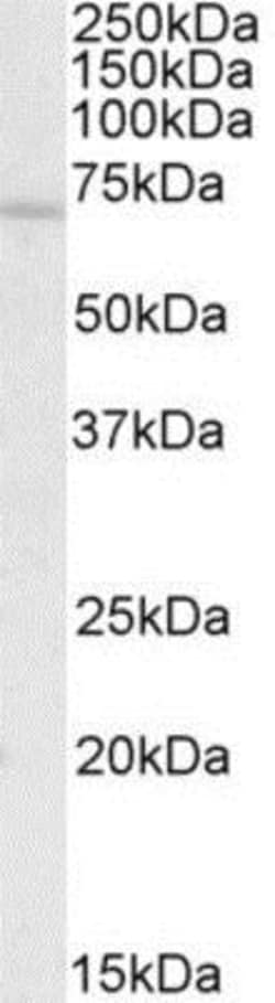 c-Rel Antibody, Novus Biologicals 0.1mg; Unlabeled:Antibodies, Polyclonal