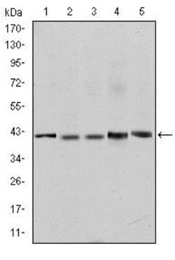 c-Rel Antibody (1E7), Novus Biologicals 0.025 mL, Unlabeled:Antibodies,