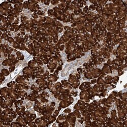 CRELD1 Antibody, Novus Biologicals 25 &mu;L | Buy Online | Novus Biologicals | Fisher Scientific