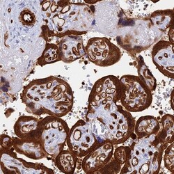 CRIP2 Antibody, Novus Biologicals:Antibodies:Primary Antibodies