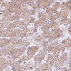 CRIPT Antibody, Novus Biologicals 0.1mL; Unlabeled:Antibodies, Polyclonal
