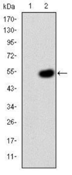 Crk Antibody (3G11E8), Novus Biologicals:Antibodies:Primary Antibodies