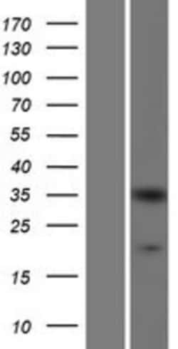 Novus Biologicals&trade;&nbsp;CrkL Overexpression Lysate