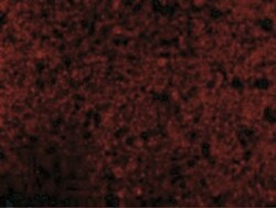 CRMP1 Antibody - BSA Free, Novus Biologicals 0.025 mg, Unconjugated:Anticuerpos