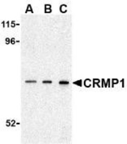 CRMP1 Antibody - BSA Free, Novus Biologicals 0.025 mg, Unconjugated:Anticuerpos