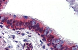 Crossveinless-2/CV-2/BMPER Antibody, Novus Biologicals 0.05mg; Unlabeled:Antibodies,
