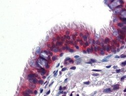 Crossveinless-2/CV-2/BMPER Antibody, Novus Biologicals 0.05mg; Unlabeled:Antibodies,
