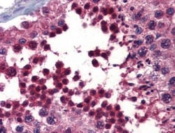Crossveinless-2/CV-2/BMPER Antibody, Novus Biologicals 0.05mg; Unlabeled:Antibodies,