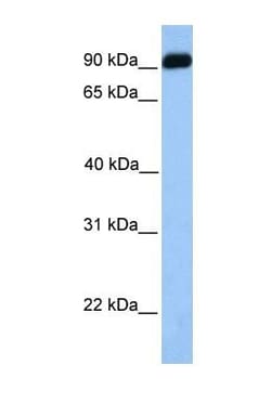 Crossveinless-2/CV-2/BMPER Antibody, Novus Biologicals 0.05mg; Unlabeled:Antibodies,