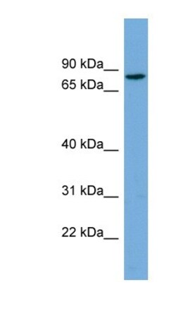 CRTAC1 Antibody, Novus Biologicals:Antibodies:Primary Antibodies