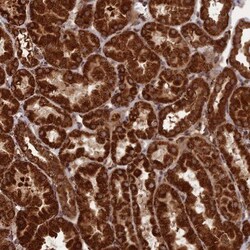 CRTAP Antibody, Novus Biologicals 0.1mL; Unlabeled:Antibodies, Polyclonal
