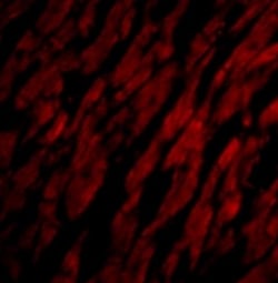 CRTH-2/GPR44 Antibody - BSA Free, Novus Biologicals 0.1mg; Unlabeled:Antibodies,