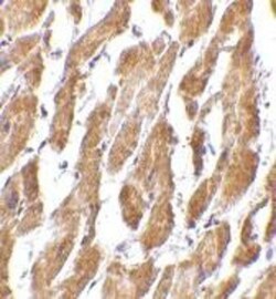 CRTH-2/GPR44 Antibody - BSA Free, Novus Biologicals 0.1mg; Unlabeled:Antibodies,