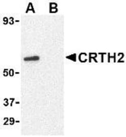 CRTH-2/GPR44 Antibody - BSA Free, Novus Biologicals 0.1mg; Unlabeled:Antibodies,