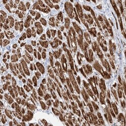CRY2 Antibody, Novus Biologicals:Antibodies:Primary Antibodies