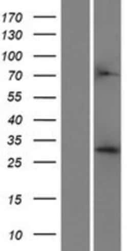 Novus Biologicals&trade;&nbsp;CRYZ Overexpression Lysate