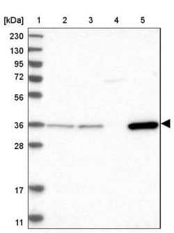 CRYZ Antibody, Novus Biologicals 0.1mL; Unlabeled:Antibodies, Polyclonal