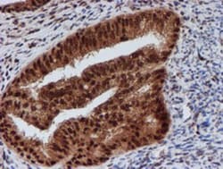 CRYZL1 Antibody (OTI2F9), Novus Biologicals 0.1mL; Unlabeled:Antibodies,