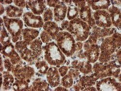 CRYZL1 Antibody (OTI2F9), Novus Biologicals 0.1mL; Unlabeled:Antibodies,
