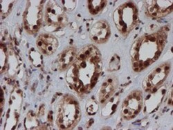 CRYZL1 Antibody (OTI2F9), Novus Biologicals 0.1mL; Unlabeled:Antibodies,