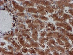 CRYZL1 Antibody (OTI2F9), Novus Biologicals 0.1mL; Unlabeled:Antibodies,